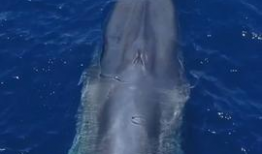 蓝鲸视频,揭秘海洋生物的神秘世界